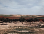 ｜アレッポとハマーの中間にある農地