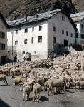｜アル村を通過する羊の群れ