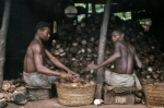 ｜ココナッツ農園で働く人たち